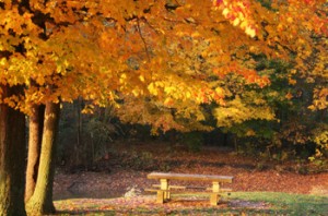 Autumn in Ottawa