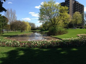 Ottawa's Tulip Festival Glebe